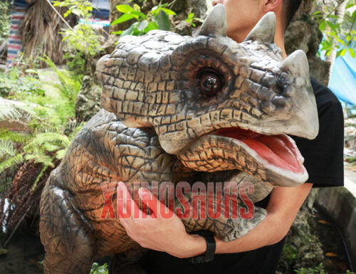 Real Triceratops Puppet