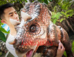 Real Triceratops Puppet 3