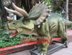 Exhibited Triceratops Model