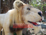 African Lion Model