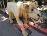 African Lion Model