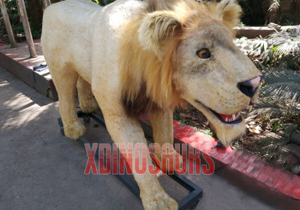 African Lion Model