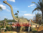 Big Brachiosaurus Exhibit