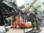 Custom Trex Skeleton Replica 3