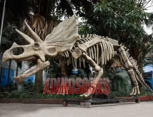 Customized Triceratops Fossil