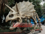 Customized Triceratops Fossil