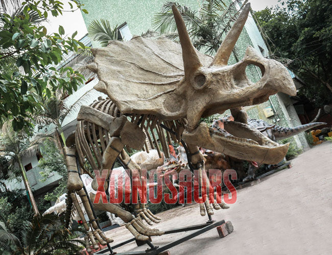 Triceratops Skeleton Replica