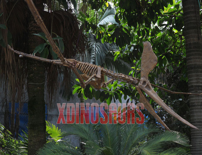 Customized Pterosaur Skeleton Statue