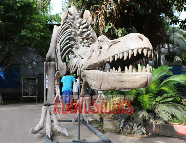 Fiberglass Made Trex Fossil Replica