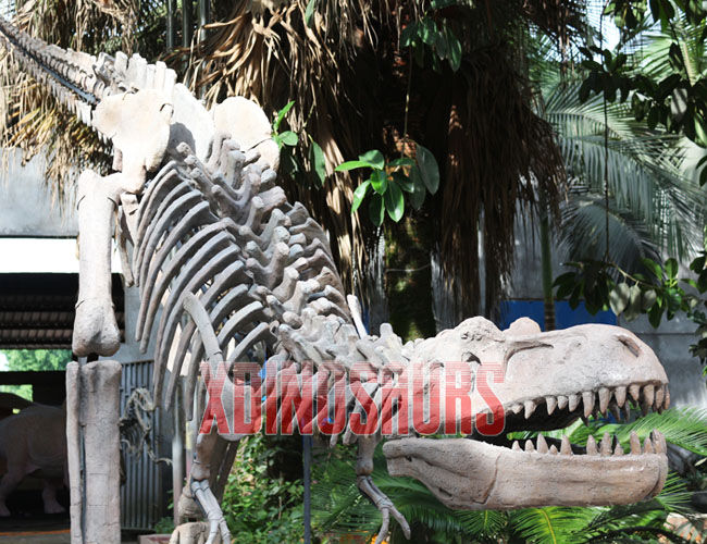 Full Size Trex Skeleton Replica