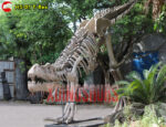 Fiberglass Trex Skeleton