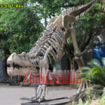 Fiberglass Trex Skeleton