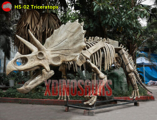 Fiberglass Triceratops Fossil