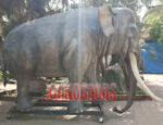 Large Elephant Model