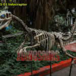 Velociraptor Skeleton Replica