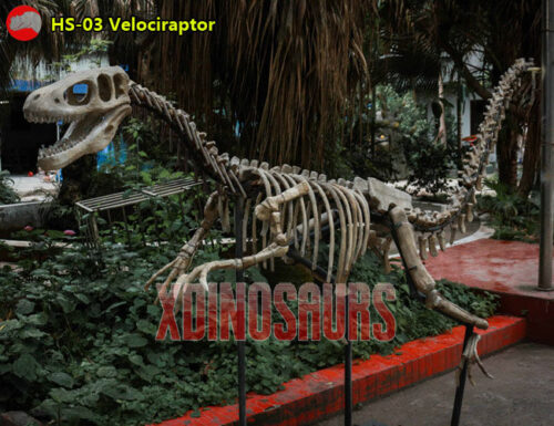 Velociraptor Skeleton Replica