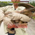 Armed Parasaurolophus Puppet