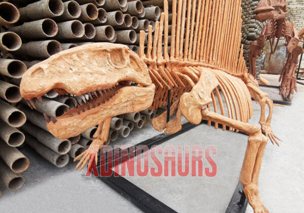 Dimetrodon Skeleton Replica