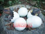 Dinosaur Eggnest Decorations