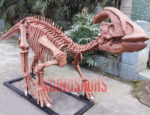 Fiberglass Parasaurolophus Fossil