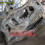 Fiberglass Trex Skull