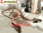 Half Stegosaurus Body Skeleton