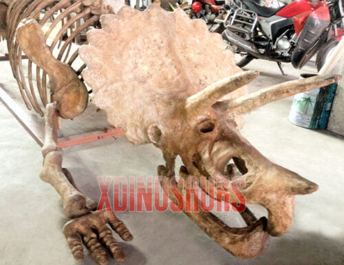 Half Triceratops Body Fossil