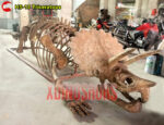 Half Triceratops Body Skeleton