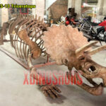 Half Triceratops Body Skeleton