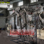 Large Trex Skeleton Statue