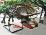 Life Size Triceratops Fossil