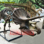 Life Size Triceratops Fossil