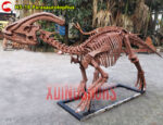 Parasaurolophus Skeleton Replica