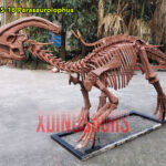 Parasaurolophus Skeleton Replica