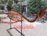 Plesiosaur Skeleton Replica