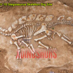 Stegosaurus Skeleton Dig Site