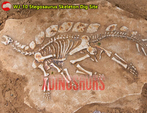 Stegosaurus Skeleton Dig Site