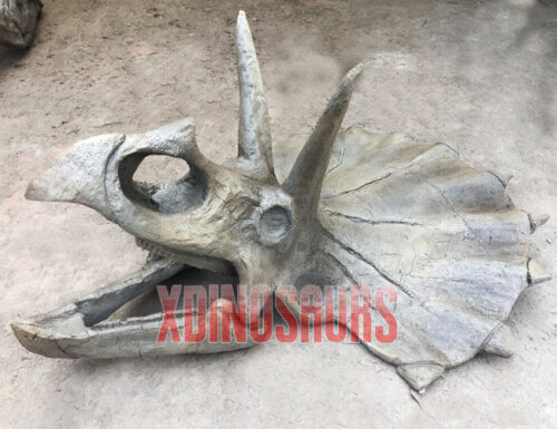 Triceratops Skull Replica