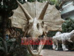 Triceratops Skull Replica