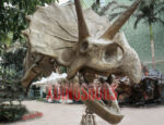 Triceratops Skull Replica