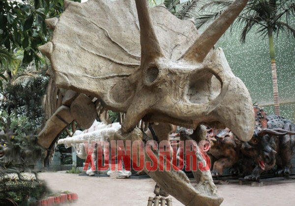 Triceratops Skull Replica