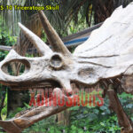 Triceratops Skull Sculpture