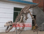 Tyrannosaurus Rex Fossil Sculpture