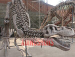 Tyrannosaurus Rex Fossil Sculpture