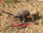 Dung Beetle Model