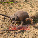 Dung Beetle Model