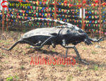 Giant Beetle Model