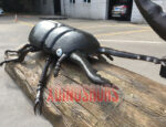 Large Beetle Model