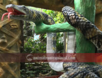 Life Size Boa Constrictor Exhibit