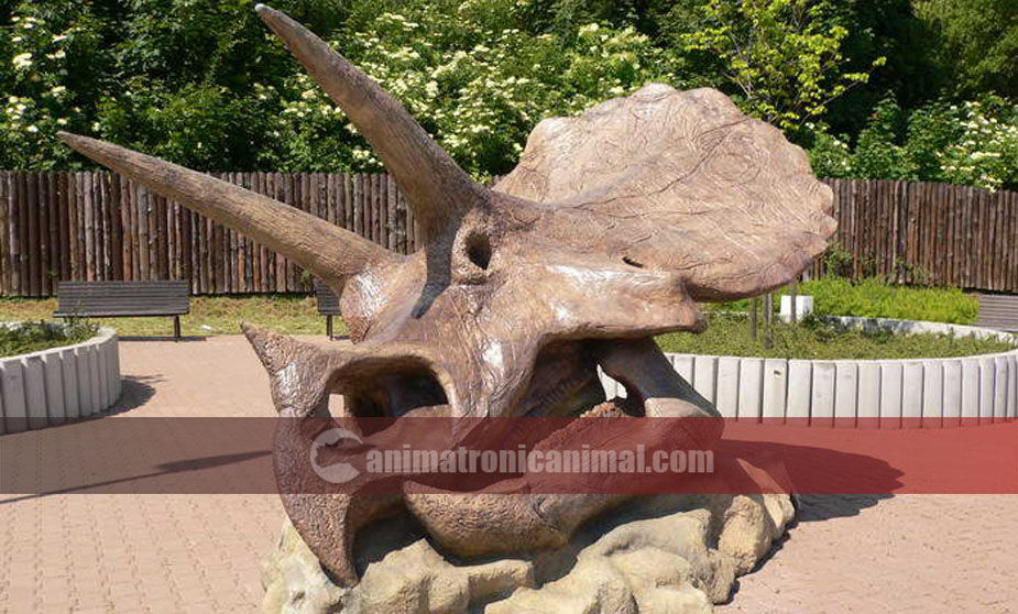 Fiberglass Triceratops Head Skeleton Replica